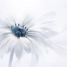 Osteospermum, White, Colourfull Flowers