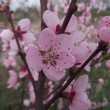 peach, Pink, Colourfull Flowers