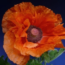 poppies, Red, Colourfull Flowers