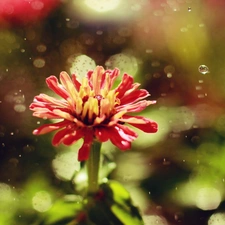 Rain, Red, Colourfull Flowers