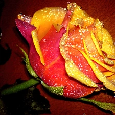 Colourfull Flowers, rose