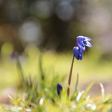 Siberian squill, Colourfull Flowers