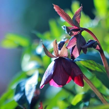 Spring, Colourfull Flowers, Bear