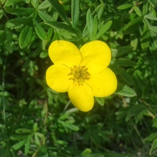 summer, Yellow, Colourfull Flowers, Potentilla