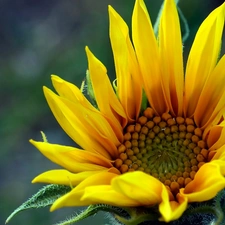 Colourfull Flowers, Sunflower