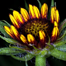 Sunflower decorative, Colourfull Flowers