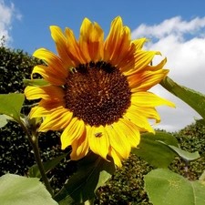 Sunflower, nature, Colourfull Flowers