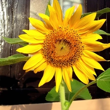 Colourfull Flowers, sunflower