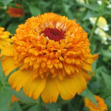 Colourfull Flowers, Tagetes