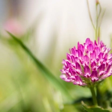 trefoil, Pink, Colourfull Flowers