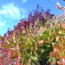 different, Gardens, White, Bush, autumn, Colours, clouds