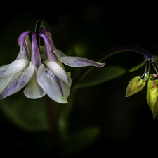 Dark Background, Flowers, columbine