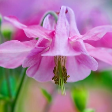 Close, Colourfull Flowers, columbine