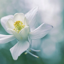 White, columbine, rapprochement, Colourfull Flowers