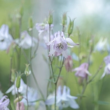 Columbines, Flowers, Pink