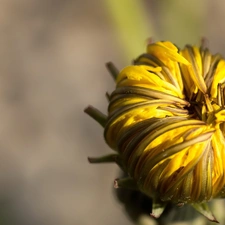 Common Dandelion, bud