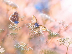 Common blue butterfly, blurry background, Two cars, butterflies, Flowers