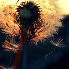 Common Dandelion