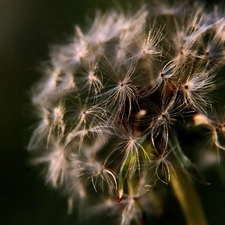 Common Dandelion, dandelion