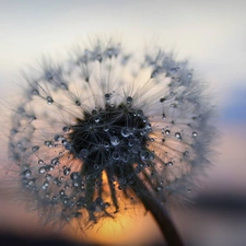 dandelion, Rosy, Common Dandelion, drops