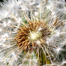 Common Dandelion