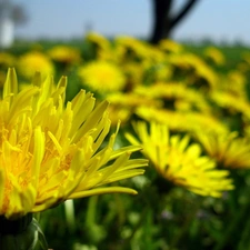 common, many, Dandelions