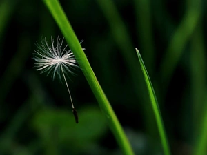 dandelion, puffball, common