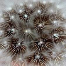 Seeds, dandelion, Common Dandelion