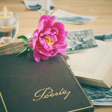 peony, Books, Candle, composition, photos, Colourfull Flowers