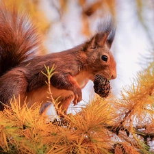 larch, branch pics, cone, trees, squirrel