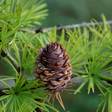 cone, conifer, Twigs