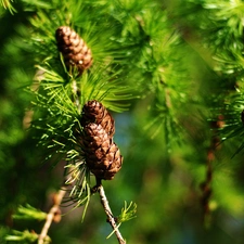 cones, twig, conifer