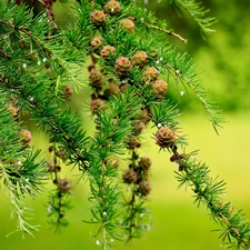 conifer, cones