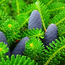 green ones, Blue, cones, Twigs