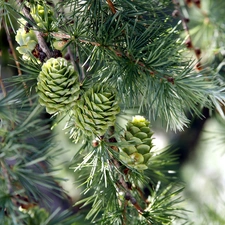 cones, branch, Swierk