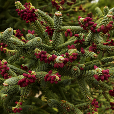 cones, conifer, trees