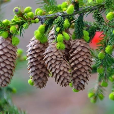 cones, spruce, twig