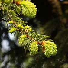 conifer, spruce, shoots, twig, young