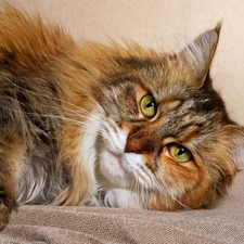cat, lying, Maine Coon