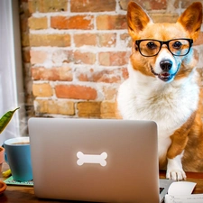 laptop, Funny, Welsh corgi pembroke, Glasses, dog