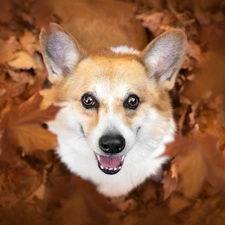 ears, mouth, Welsh corgi pembroke, Leaf, dog