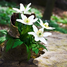 Flowers, Anemones, cork, White