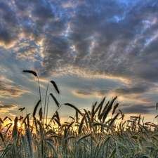 clouds, corn