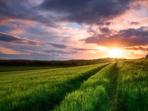 Field, Sunrise, clouds, corn