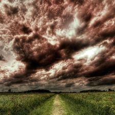 corn, clouds, Field