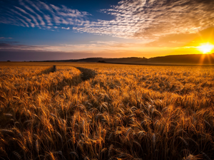 corn, Sunrise, Fields