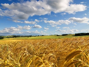 Sky, clouds, corn, White