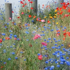 cornflowers, Meadow, papavers