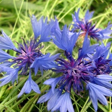 cornflowers