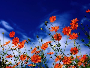 Cosmos, Sky, Flowers